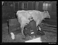 Mr. Sauer milking cow. Cavalier County, North Dakota. Sourced from the Library of Congress.