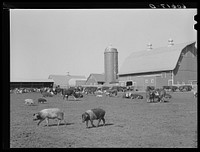 Hogs on Fred Coulter's farm. Grundy County, Iowa. Sourced from the Library of Congress.