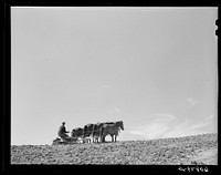 [Untitled photo, possibly related to: Discing with horses. listing with tractor. Western Iowa corn county. Monona County, Iowa]. Sourced from the Library of Congress.