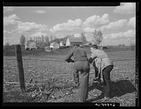 Iowa corn farm. Jasper County, Iowa. Sourced from the Library of Congress.