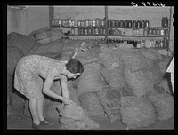 Potatoes stored in basement farm on Burlington project, North Dakota. Sourced from the Library of Congress.
