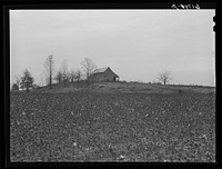 Cotton. Greene County, Arkansas. Sourced from the Library of Congress.