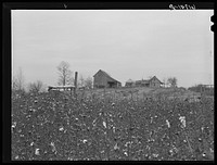 Cotton. Greene County, Arkansas. Sourced from the Library of Congress.