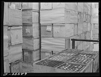 Eggs in storage at Fulton Market cold storage plant. Chicago, Illinois. Sourced from the Library of Congress.