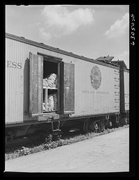 [Untitled photo, possibly related to: Double deck storage of carload of onions at terminal. Chicago, Illinois]. Sourced from the Library of Congress.