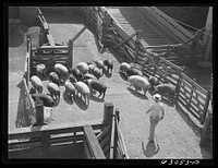 Hogs going into pen at stockyards. Chicago, Illinois. Sourced from the Library of Congress.
