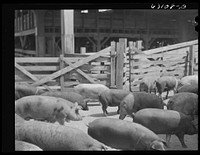[Untitled photo, possibly related to: Hogs at stockyards. Chicago, Illinois]. Sourced from the Library of Congress.