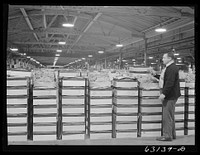 [Untitled photo, possibly related to: Commission merchant examining produce at fruit terminal. Chicago, Illinois. This is before auction which begins at seven o'clock a.m.]. Sourced from the Library of Congress.