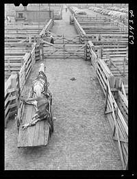 Removing dead cow from stockyard. Chicago, Illinois. Sourced from the Library of Congress.