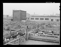 [Untitled photo, possibly related to: Buyer looking over cattle. Union Stockyards, Chicago, Illinois]. Sourced from the Library of Congress.
