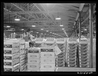Commission merchant examining produce at fruit terminal. Chicago, Illinois. This is before auction which begins at seven o'clock a.m.. Sourced from the Library of Congress.