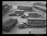 Trucks at Union Stockyards. Chicago, Illinois. Sourced from the Library of Congress.