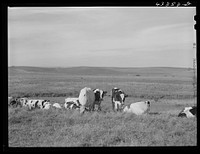 Dairy herd. Dane County, Wisconsin. Sourced from the Library of Congress.