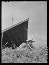 [Untitled photo, possibly related to: Tenant purchase borrower loading hay into barn. Freeborn County, Minnesota]. Sourced from the Library of Congress.