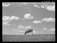 Cow in pasture. Santi County, Minnesota. Sourced from the Library of Congress.