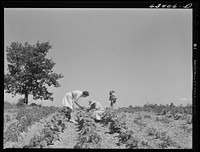 Home supervisor examining garden of FSA (Farm Security Administration) borrower. Mille Lacs County, Minnesota. Sourced from the Library of Congress.