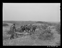 [Untitled photo, possibly related to: Farmer plowing cut-over land. Roanoke County, Virginia]. Sourced from the Library of Congress.