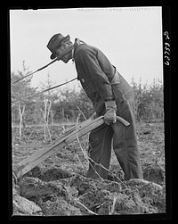 Farmer plowing cut-over land. Roanoke County, Virginia. Sourced from the Library of Congress.