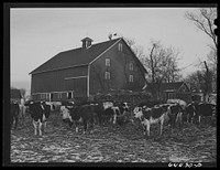 [Untitled photo, possibly related to: Meeker County, Minnesota. Mike McRaith farms eighty acres]. Sourced from the Library of Congress.