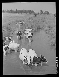 Cattle in stream on hot afternoon. Sourced from the Library of Congress.