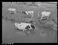 [Untitled photo, possibly related to: Cattle in stream on hot afternoon]. Sourced from the Library of Congress.