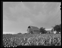 A tobacco farm. Sourced from the Library of Congress.