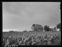 [Untitled photo, possibly related to: A tobacco farm]. Sourced from the Library of Congress.