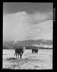 [Untitled photo, possibly related to: Madison County, Montana. Winter feeding on cattle ranch]. Sourced from the Library of Congress.