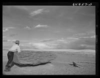 "[Untitled photo, possibly related to:  Garfield County, Montana. Charles McKenzie, sheep rancher. He runs one hundred head]". Sourced from the Library of Congress.