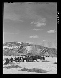 [Untitled photo, possibly related to: Beaverhead County, Montana. Cattle winter feeding at the north end of the Big Hole Basin]. Sourced from the Library of Congress.