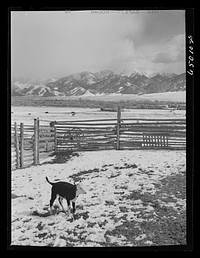 [Untitled photo, possibly related to: Beaverhead County, Montana. Cattle winter feeding along stream at ranch]. Sourced from the Library of Congress.