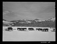 Beaverhead County, Montana. Cattle winter feeding at the north end of the Big Hole Basin. Sourced from the Library of Congress.
