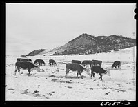 Lewis and Clark County, Montana. Winter feedlot. Sourced from the Library of Congress.