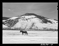 Beaverhead County, Montana. Horses and mountains. Sourced from the Library of Congress.