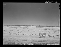 Wheatland County, Montana. Sheep. Sourced from the Library of Congress.