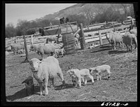 [Untitled photo, possibly related to: Beaverhead County, Montana. Sheep ranch of John Reed]. Sourced from the Library of Congress.