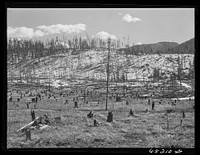 Flathead Valley special area project, Montana. Burnt-over land. Sourced from the Library of Congress.
