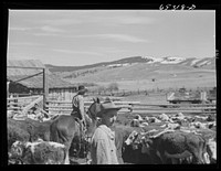 [Untitled photo, possibly related to: Bitterroot Valley, Ravalli County, Montana. Cowboy]. Sourced from the Library of Congress.