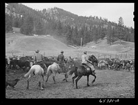 Bitterroot Valley, Ravalli County, Montana. Driving cattle into corral for branding and dehorning. Sourced from the Library of Congress.