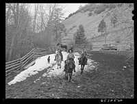 [Untitled photo, possibly related to: Bitterroot Valley, Ravalli County, Montana. Driving cattle into corral for branding and dehorning]. Sourced from the Library of Congress.