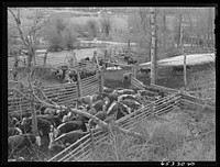 [Untitled photo, possibly related to: Bitterroot Valley, Ravalli County, Montana. Cattle in corral on a ranch]. Sourced from the Library of Congress.