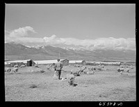 Ravalli County, Montana. Bringing twin lambs to the lambing tents, the ewe following. Sourced from the Library of Congress.