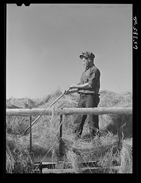 [Untitled photo, possibly related to: Beaverhead County, Montana. Loading hay wagon for cattle feeding, Spokane Ranch]. Sourced from the Library of Congress.