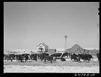 Morton County, North Dakota. Stock farm. Sourced from the Library of Congress.