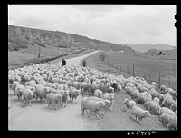 Duchesne County, Utah. Bringing sheep down from the range. Sourced from the Library of Congress.