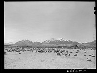 Beaverhead County, Montana. Lambing time on sheep ranch. Sourced from the Library of Congress.