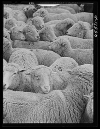 Ravalli County, Montana. Sheep on Clarence Goff's ranch. Sourced from the Library of Congress.