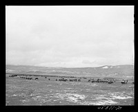 [Untitled photo, possibly related to: Beaverhead County, Montana. Cattle feeding on the Bar B Ranch in the Big Hole Basin]. Sourced from the Library of Congress.