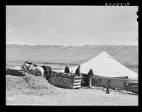 Beaverhead County, Montana. Lambing tent and "gut wagon" during lambing season on a sheep farm. Sourced from the Library of Congress.