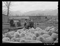 Ravalli County, Montana. Branding, tail cutting, docking, and ear slitting operations on Clarence Goff's sheep farm. Sourced from the Library of Congress.